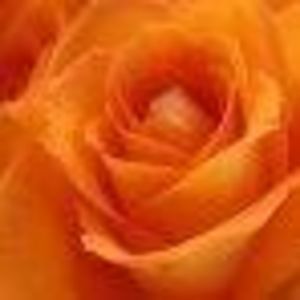 Meet your Posher, Darlene